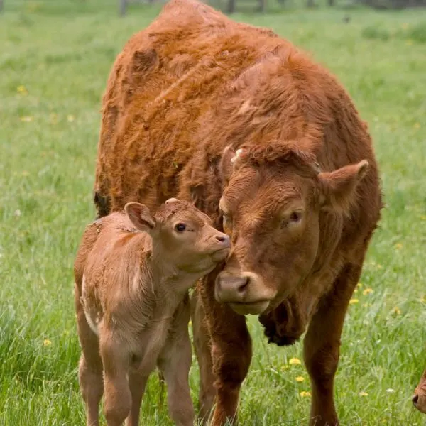 Cow